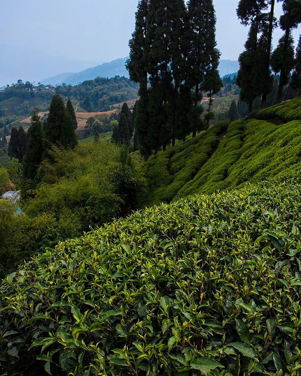 Mist moving across the green hills and town landscape of Darjeeling; Darjeeling Tea & Hill Days is customizable