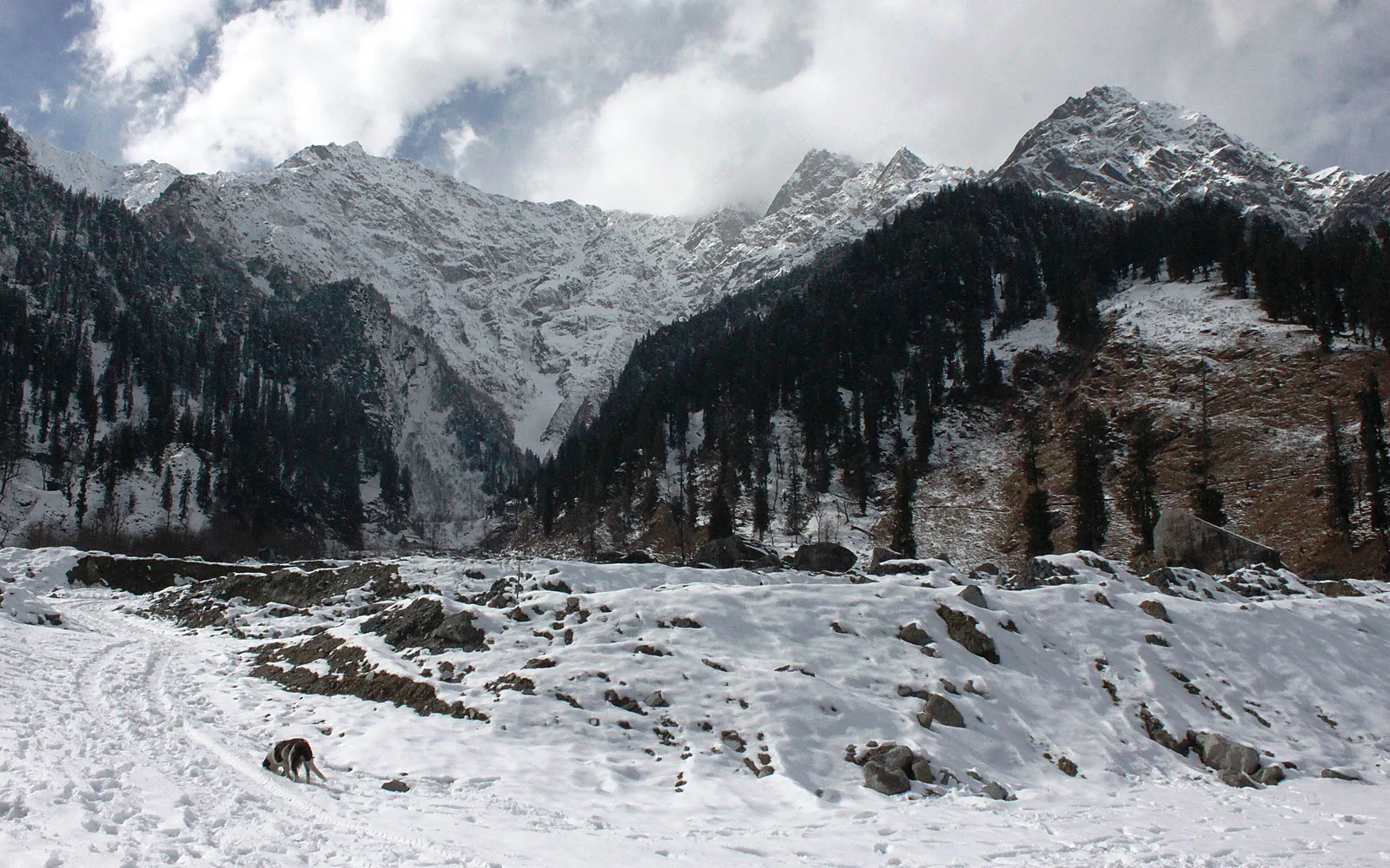 Forested Himalayan mountain slopes near Manali; Manali Mountain Escape is customizable